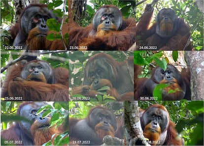 The series of photographs shows the healing process of Rakus' wound. Despite close monitoring and observation, they were unable to photograph the exact moment when the chewed leaves were applied.