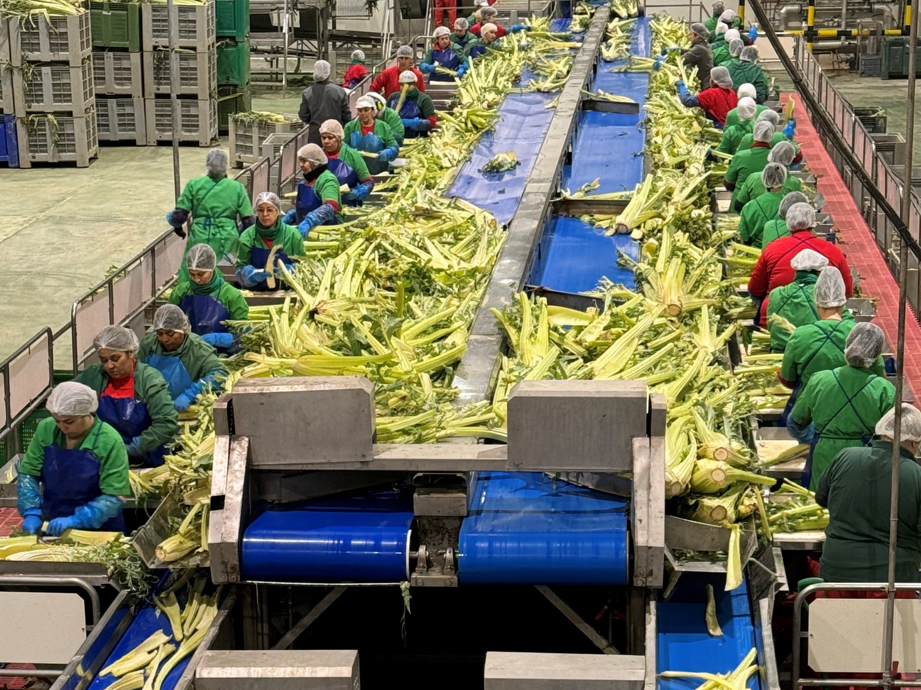 Proceso de envasado del cardo en la empresa The Real Green Food en su fábrica de Villafranca (Navarra). 