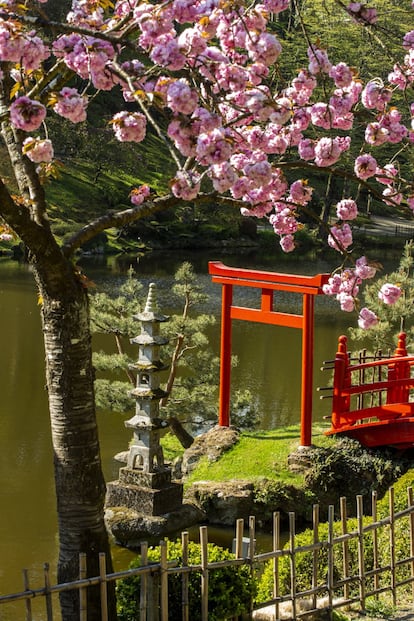 Símbolos japoneses: el torii de madera roja indica la entrada. Un lugar sagrado, la linterna y el cerezo en flor.