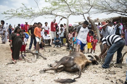 Sacrificio de una vaca durante el Yanama de 2015, una celebración para conmemoriar a las víctimas de la masacre de 11 años atrás.