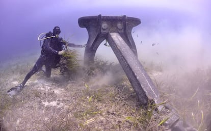 Un submarinista comprueba los daños que causan las anclas de los yates en las colonias de posidonia, en el parque natural de Ses Salines ( Baleares).