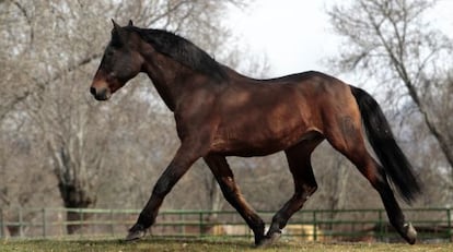 Un caballo pura raza espa&ntilde;ola. 