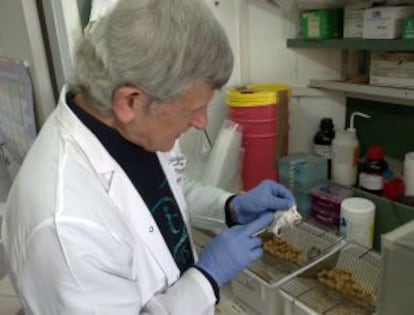 Yona Keisari, de la Universidad de Tel Aviv, introduce una vara radiactiva en un ratón.