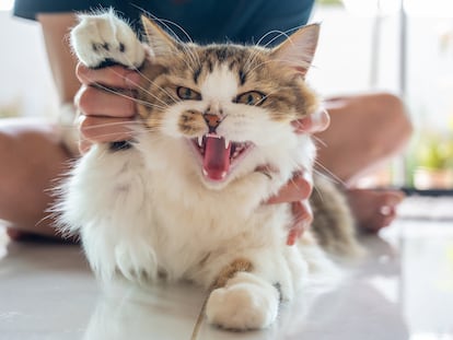 Cats may growl out of fear, anger, aggression, or even over-stimulation from too much play.