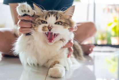 Routine changes can cause stress, anxiety or aggression in cats.