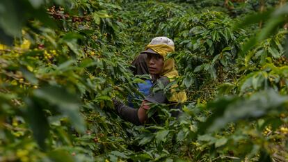 Un joven trabaja en la pizca del café en Risaralda (Colombia), en 2022.