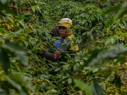 Un joven trabaja en la pizca del café en Risaralda (Colombia), en 2022.