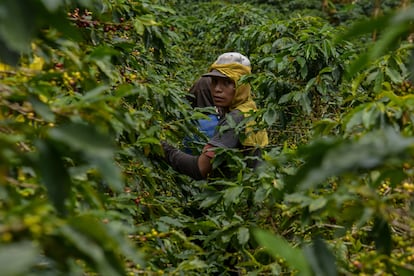 produccion de cafe en colombia