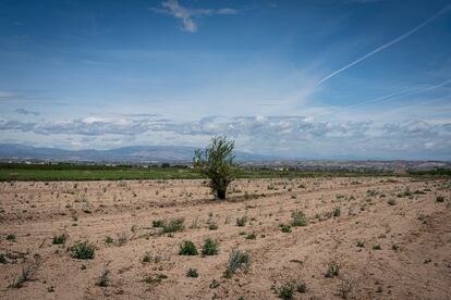 Una tierra sin cultivar en Linyola (Lleida)
