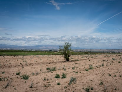 Una tierra sin cultivar en Linyola (Lleida)