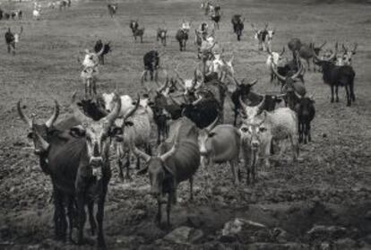 El toro de Etiopía. Su carne es muy apreciada en todo el cuerno de África. Necesitan agua y pasto, dos bienes muy reducidos en Afar.