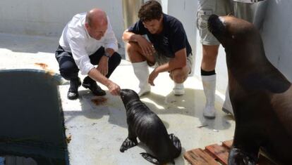 El consejero de Economia y Turismo  saluda a Aylin, una beb&eacute; de le&oacute;n marino nacida en el Oceanogr&agrave;fic. 