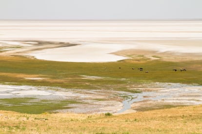 La apertura de presas, para muchos expertos, llega demasiado tarde. Consideran tardía la decisión de verter agua al lago. Aseguran que toda esa agua no se podrá usar: salará más los pozos.