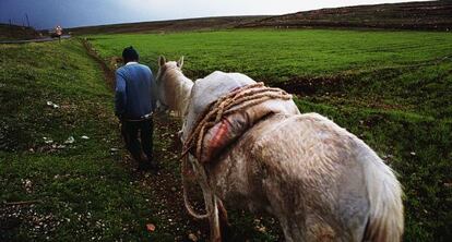 Un hombre pasea con su caballo de trabajo.