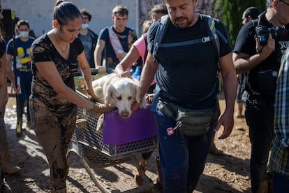 Voluntarios llevan a un perro en Massanassa (Valencia).