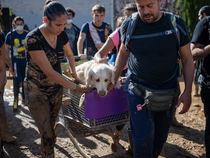 Voluntarios llevan a un perro en Massanassa (Valencia).