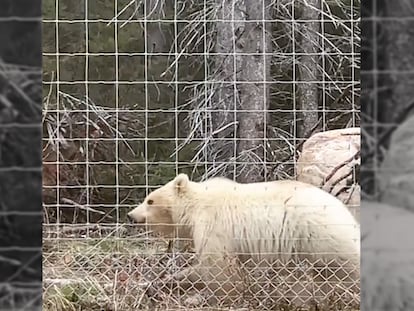 La rara aparición de oso grizzly blanco en las Montañas Rocosas de Canadá