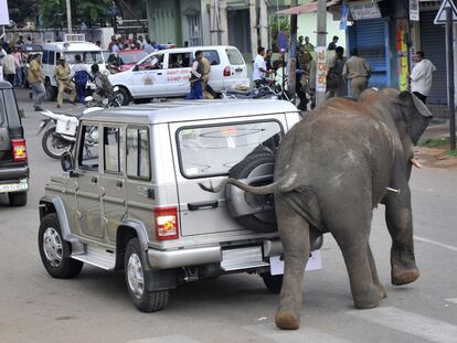 Los animales fueron cercados y se les lanz dardos tranquilizantes.