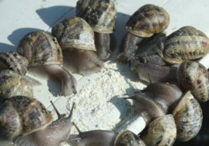 En la imagen, varios caracoles comiendo. EFE/Archivo