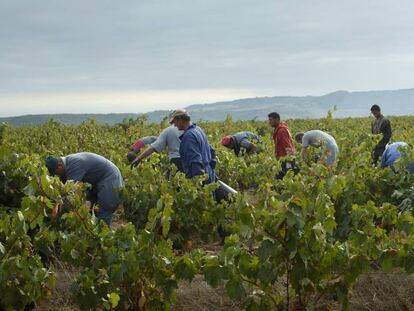 Trabajadores en la vendimia.