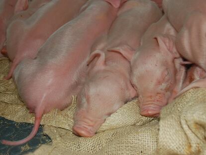 Lechones en una granja de cerdos de Holanda.