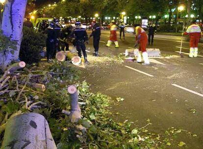 Operarios de limpieza retiran los restos del árbol caído en el paseo de la Castellana.