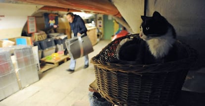 Un gato, en uno de los sótanos del museo, en octubre de 2015.