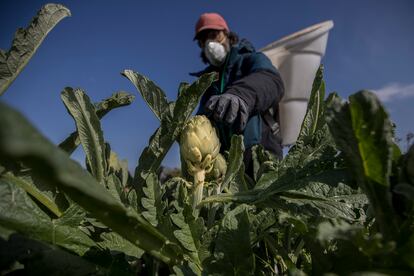 Ferran Berenguer, de la empresa Cal Roset, recoge alcachofas protegido con mascarilla, en su huerto del Parc agrari del Baix Llobregat.