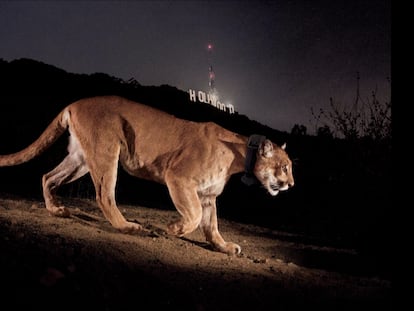 La célebre imagen de P-22 en National Geographic.
