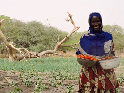 Hadje Gombo, con tomates y okras en el área de Mélia, en la región del Lago (Chad).