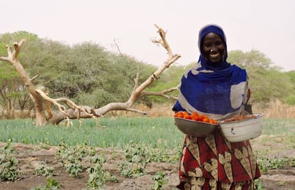 Hadje Gombo, con tomates y okras en el área de Mélia, en la región del Lago (Chad).