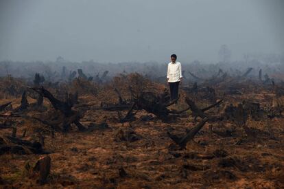 Plantacin asolada por un incendio forestal en Banjar Bar, en la isla de Borneo.