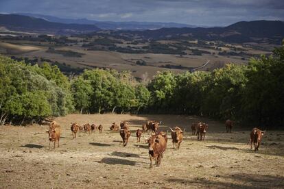 Vacas bravas de la ganadería Alba Reta en las praderas del valle de Yerri, en Tierras de Iranzu (Navarra).