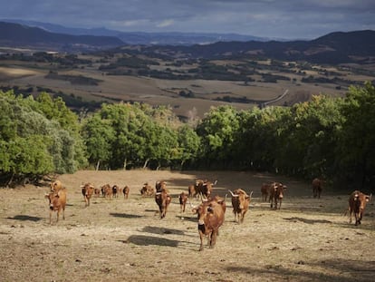 Vacas bravas de la ganadería Alba Reta en las praderas del valle de Yerri, en Tierras de Iranzu (Navarra).