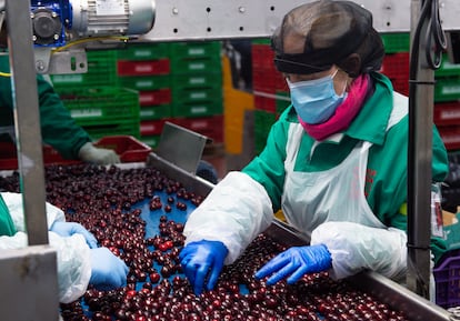 Una operaria trabaja en el procesado y envasado de cerezas, en el Valle del Jerte, Cáceres, Extremadura.