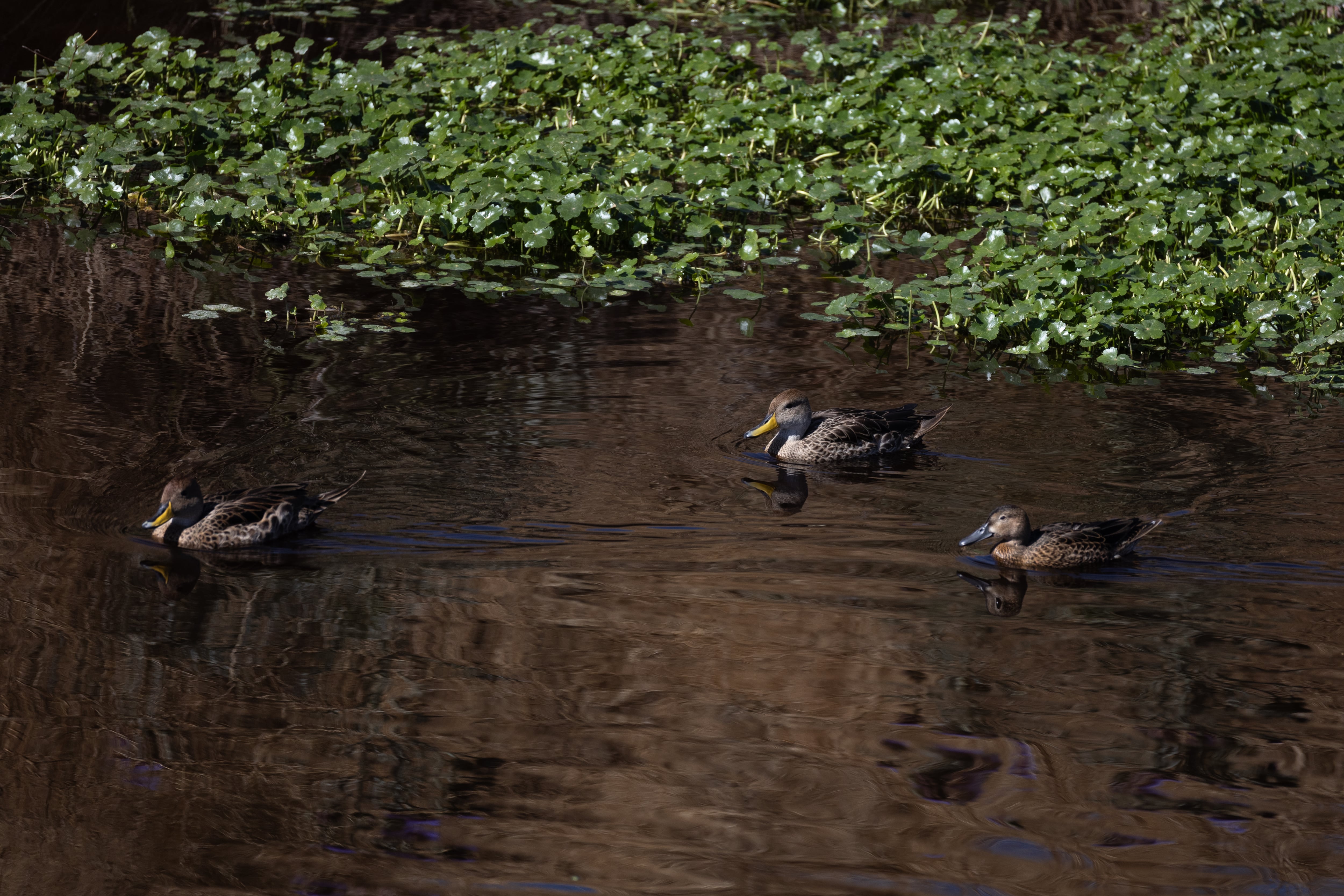 Un grupo de patos nada en el estero del humedal de Quilicura.