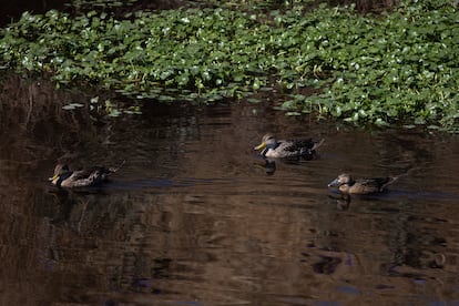 Un grupo de patos nada en el estero del humedal de Quilicura.