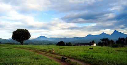 El Parque de Virunga ocupa 700.000 kilómetros cuadrados.