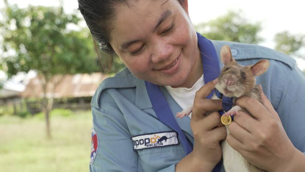 La rata 'Magawa' fue condecorada en 2020 en el Reino Unido por su trabajo en la detección de minas antipersona. Su labor en Camboya ha permitido limpiar de minas casi 141.000 metros cuadrados de tierra, el equivalente a 20 campos de fútbol.