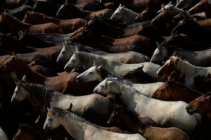 Um grupo de éguas cruza o povoado do Rocío, na Espanha, durante a festa popular conhecida como "La Saca de las Yeguas" (A corrida das éguas).