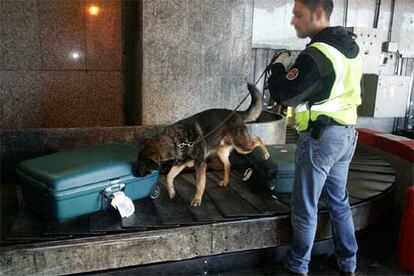 Un perro del servicio de seguridad olfatea una maleta en el aeropuerto de Barajas.