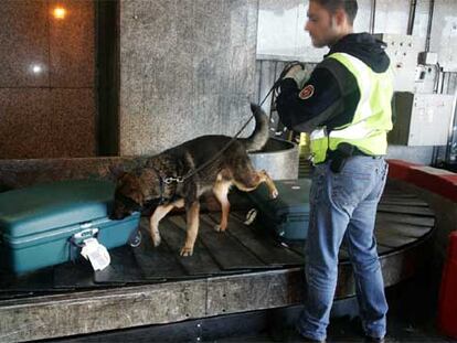 Un perro del servicio de seguridad olfatea una maleta en el aeropuerto de Barajas.