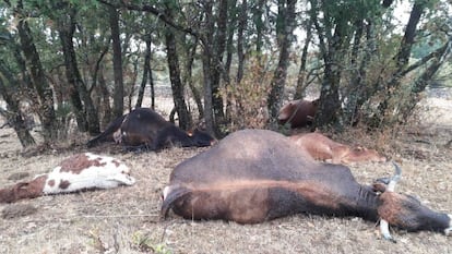 Los cadáveres de varias reses en la Sierra Norte de Madrid.