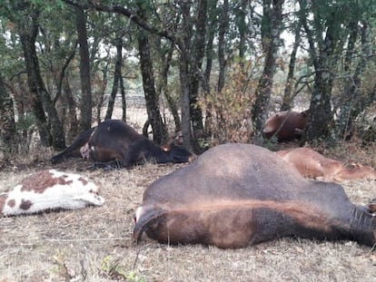 Los cadáveres de varias reses en la Sierra Norte de Madrid.