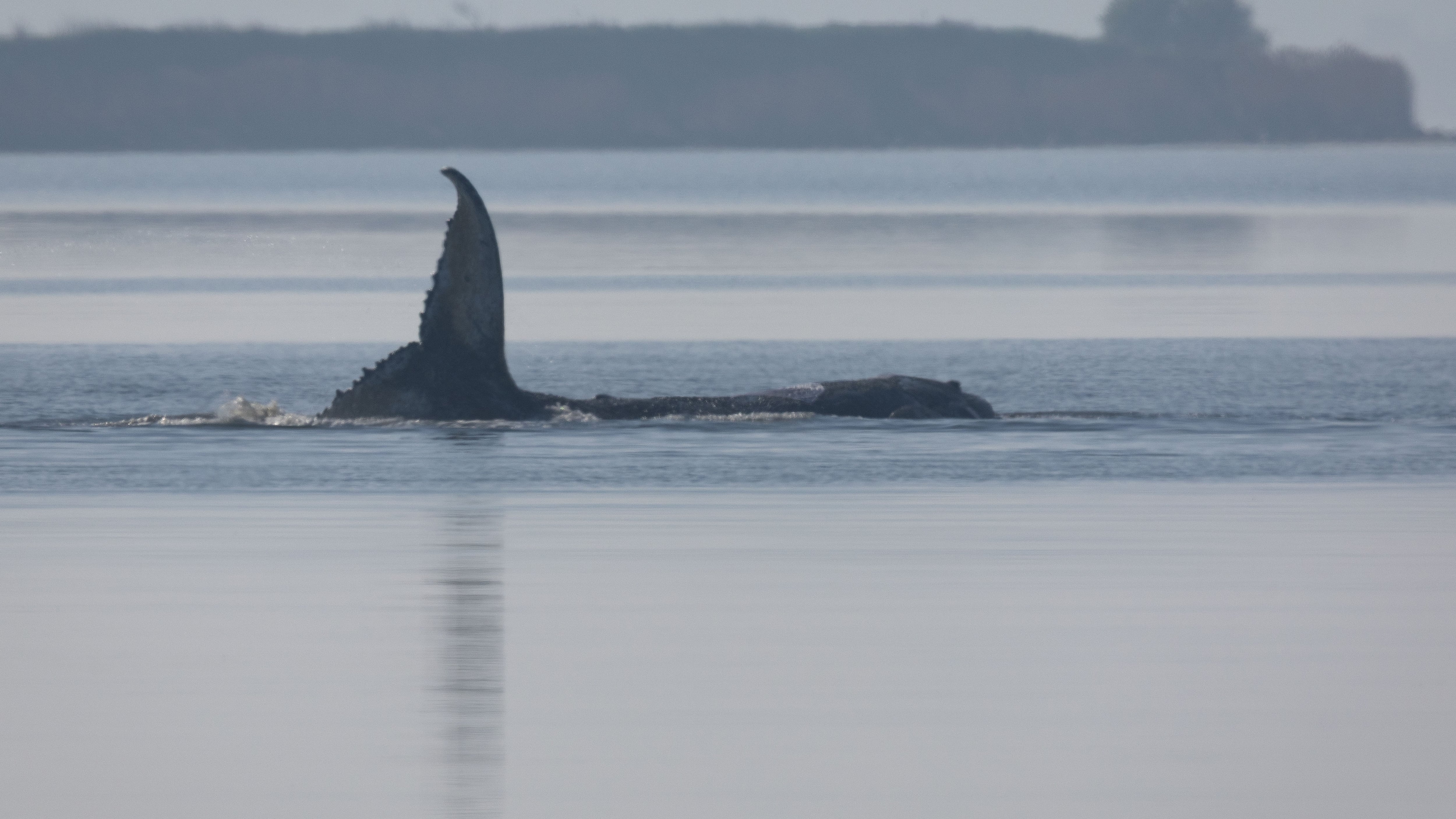 El rescate casi imposible de la ballena varada: Alemania busca cómo salvar a ‘Timmy’
