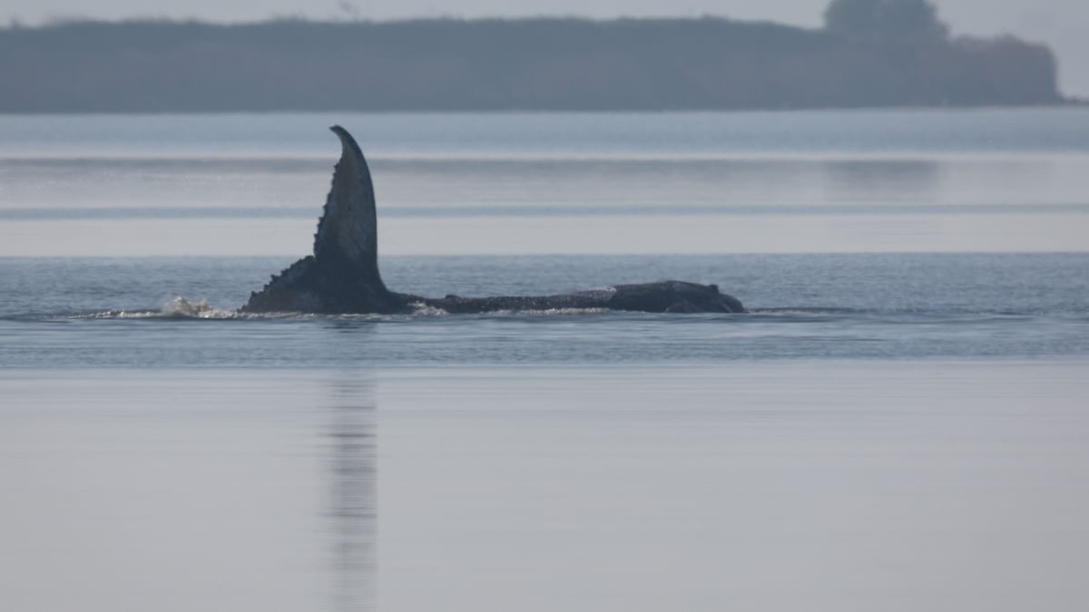 El Rescate Casi Imposible De La Ballena Varada Alemania Busca C mo el-rescate-casi-imposible-de-la-ballena-varada-alemania-busca-c-mo
