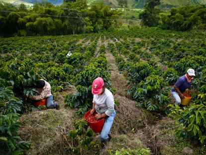 Un grupo de agricultores cosecha café en una plantación en el municipio de Gigante (Colombia).