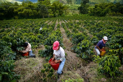 Un grupo de agricultores cosecha café en una plantación en el municipio de Gigante (Colombia)