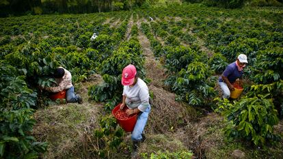 Personas cosechan café en una plantación en el municipio de Gigante (Colombia).