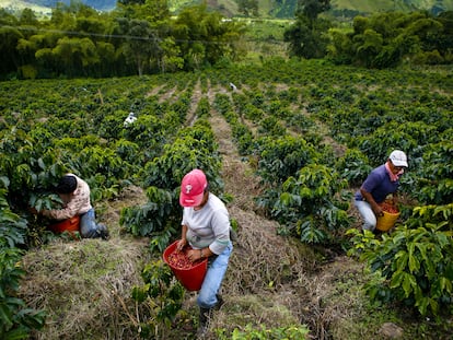 Personas cosechan café en una plantación en el municipio de Gigante (Colombia).